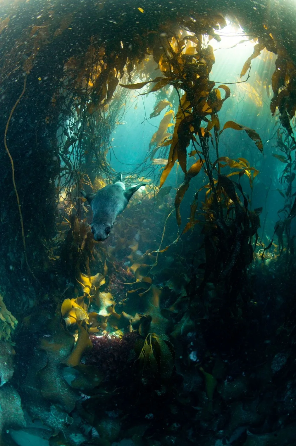 A seal swimming through a sunlit kelp forest