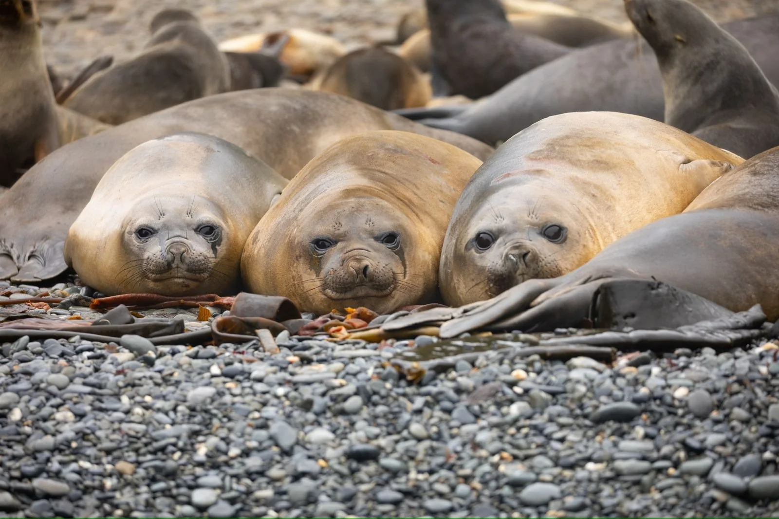 Elephant seals resting together on a stony shore
