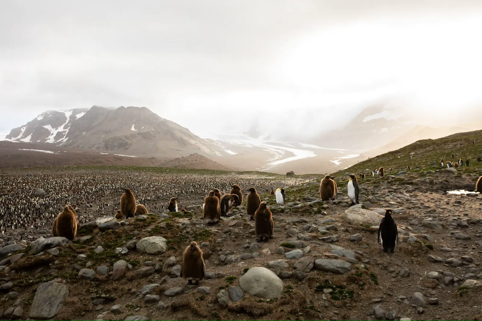 King penguin colonies stretching across a South Georgia beach