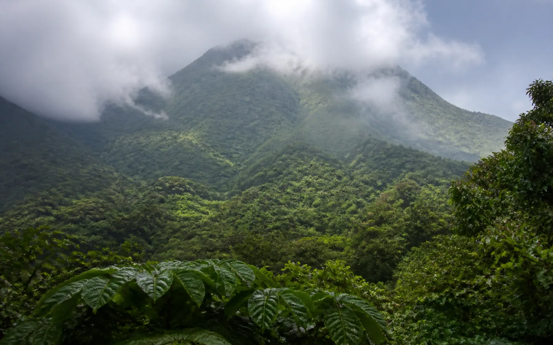 La Soufrière rising through rain cloud above the rainforest of Basse-Terre, Guadeloupe